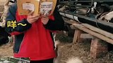 羊“学生”模仿老师授课，笑翻全场
