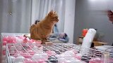 猫的平衡能力到底有多强
