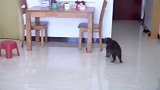 给狗狗玩猫玩具，狗狗会喜欢吗？