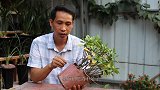 5-6月给栀子花换盆，要注意哪些事项，才能避免烂根死亡？