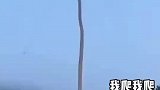 摘个椰子也太难了,这摘到了不得发个朋友圈