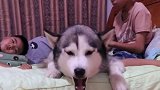 二哈出了名的护鱼狂魔，主人故意试探它，瞧把它气得要拆床单