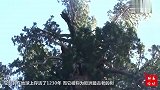欧洲最古老的树，活了1230年，时间才这么短