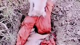 中华田园犬小黄离开了，小白的声声哀叫让人心碎