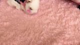 给兔子刚做的衣服好看吗