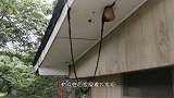 蚁多咬死象蚂蚁撘“人梯”进攻蜂巢，整个马蜂窝瞬间沦陷