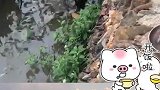 男子敲碗让鱼误以为开餐，鱼儿群聚湖面等吃食