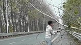 男子开车遇大树横倒停车下去排险
