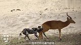 落单的羚羊毫无防备,被野狗揪住直接开撕,镜头拍下残忍一幕!