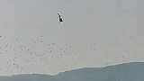 直升机在三门峡黄河湿地驱赶天鹅？官方：找到人了，正调查