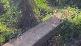 生活不易，狗子背柴卖艺