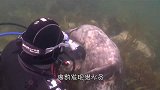 女子潜水偶遇座头鲸，它行为怪异，知道原因后，女子一阵后怕