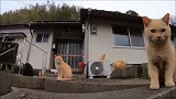 就喜欢小野猫这幅对什么都好奇的小眼神