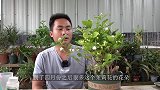 3个方面不注意，茉莉花花香淡，甚至一点香气都没有