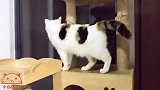 铲屎官把猫爬架换了位置，两个毛孩子可以看夜景啦