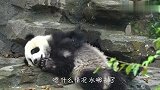 失宠熊猫太可怜，洗澡都没人放水，还有没有人来管管啊