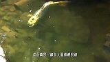 男子出门发现墙上有俩“蛇头”，走进一看，忍不住惊呼幸运！