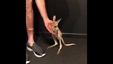 超萌！胳膊和你手指一样粗 跟袋鼠一起练跳高是什么体验
