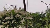 大明湖公园，小蜡树花开，一簇簇的白花，还有阵阵花香