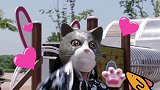 迷你特工队：会魔法的猫也抵挡不住鱼的诱惑，跟着特工们来回跑