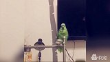 鹦鹉真是鸟界泥石流，话也太多了