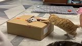 猫咪玩纸箱被卡住，一脸生无可恋，小模样真可怜！