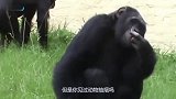 大猩猩不仅会生火做饭,还迷上了香烟这抽烟的姿势宛如“老烟枪”