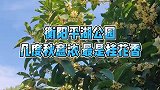 几度秋意浓，最是桂花香