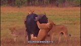 水牛母子遭到狮子围攻，水牛母亲为保护孩子拼命反抗，结果悲剧了