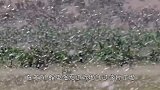 虎皮鹦鹉泛滥，“绿压压”一片铺天盖地，比蝗虫还猛，这能吃吗？
