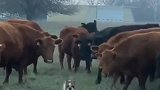 斗牛犬之所以叫斗牛犬是有原因的，牛在它面前都不敢造次