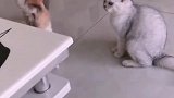猫咪说打就开始打起来