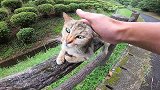 遇到一只可爱的流浪猫，趴在栏杆上随便撸，最后干脆坐到我腿上了