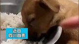 小狗吃饭时犯困了，竟直接趴在饭盆里一动不动