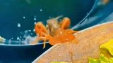 三只小龙虾对话，把人生玩得明明白白！