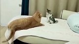 小奶猫被橘猫打了一拳，完全不怂，最后的反击漂亮