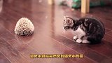 把猫咪跟刺猬放到一起,接下来会发生什么呢,镜头拍摄全部