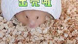 某仓鼠竟然在笼子里做这种事hhh! 萌宠出道计划  独特小田园  小课堂