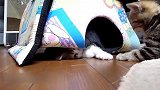 两只在一起玩耍的猫咪，你这猫咪好皮啊，都不出来的吗