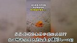 萌翻天际的橘色小章鱼，网友：铁板章鱼烧，考虑一下