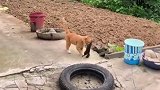 在猫咪的认知里，但凡是鼠的，一个也不放过！