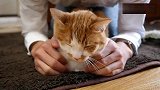 猫老大揣手手被主人戏逗，表现太萌了!