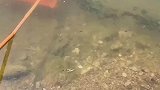小伙池塘边打捞蝌蚪，现在这生态很少见了