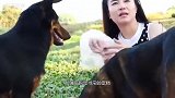 肥猪在狗窝睡觉，气得二狗在它身上“蹦迪”，二师兄：这按摩不错