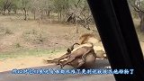 一只小羚羊被豹子抓住，眼看马上就要被吃掉，狒狒突然出手相助