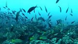 生活-潜水猎人带你领略丰富多彩的海底世界