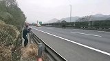 高速上一疯牛冲上高速路，经得牛主人同意后，特警果断将其击毙！