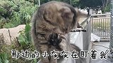 这是一条会令人打哈欠的猫咪视频
