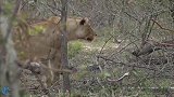 狮群正捕杀水牛，没想到杀出一头大象