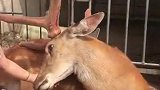 喜欢养梅花鹿的小姐姐，看着这和谐的画面，叫人很羡慕